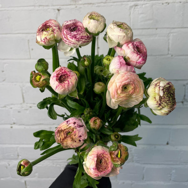 Ranunculus 40cm -Cappuccino- Bunch of 10 stems