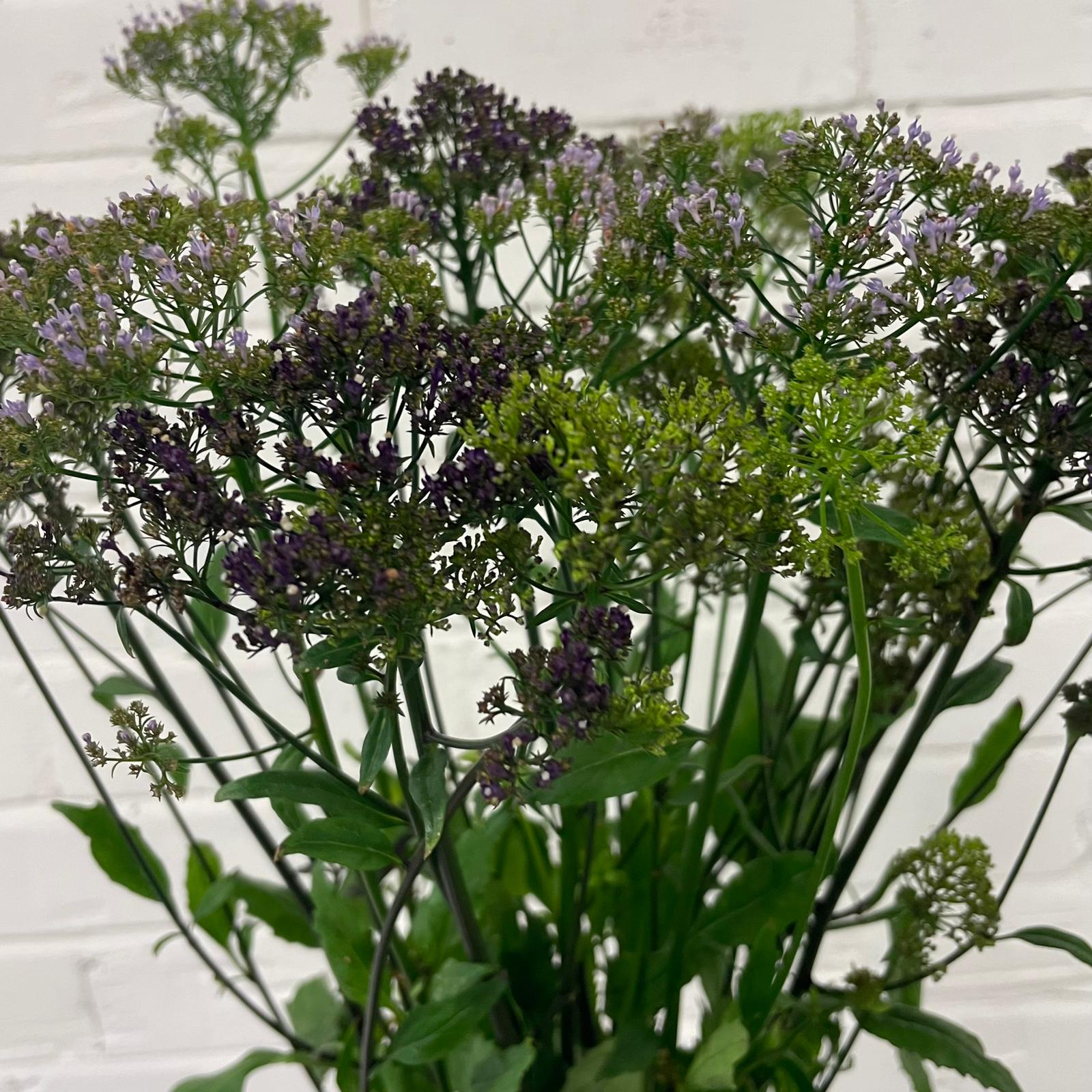 Trachelium- Bunch of 10 stems