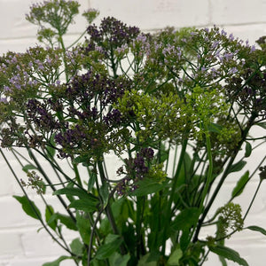 Trachelium- Bunch of 10 stems