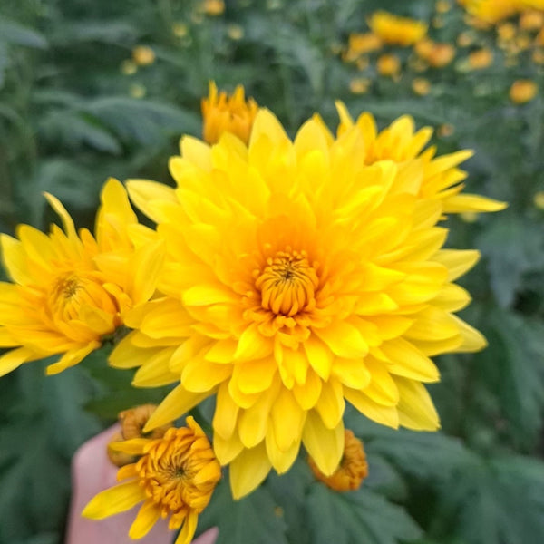 Sustainable British-grown Chrysanthemum Yeti Dark Yellow with deep amber-yellow blooms and strong, long stems, cultivated in Norfolk.