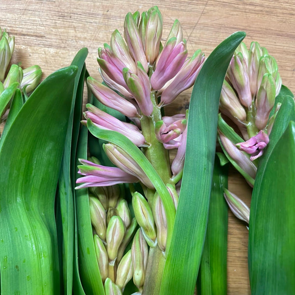 Hyacinth - ON THE BULB - Pink 6 Bulbs