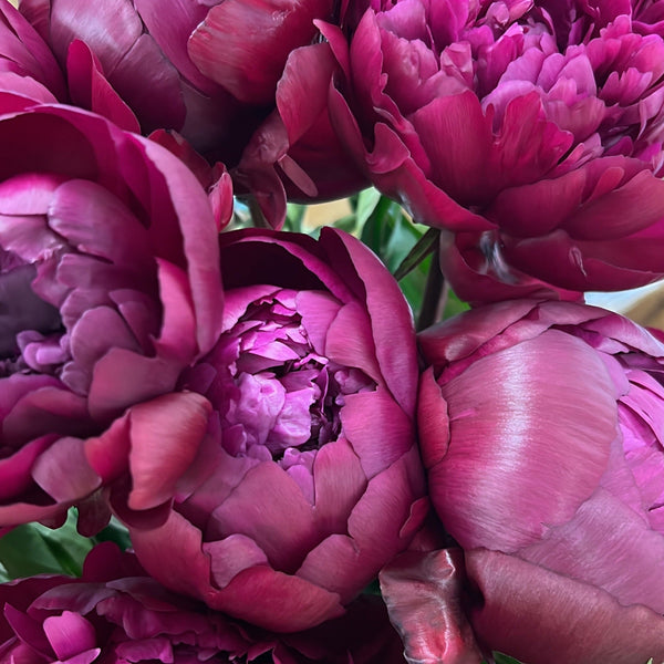Peony - MIX GROWERS CHOICE **SPECIAL Box Offer**100 stems