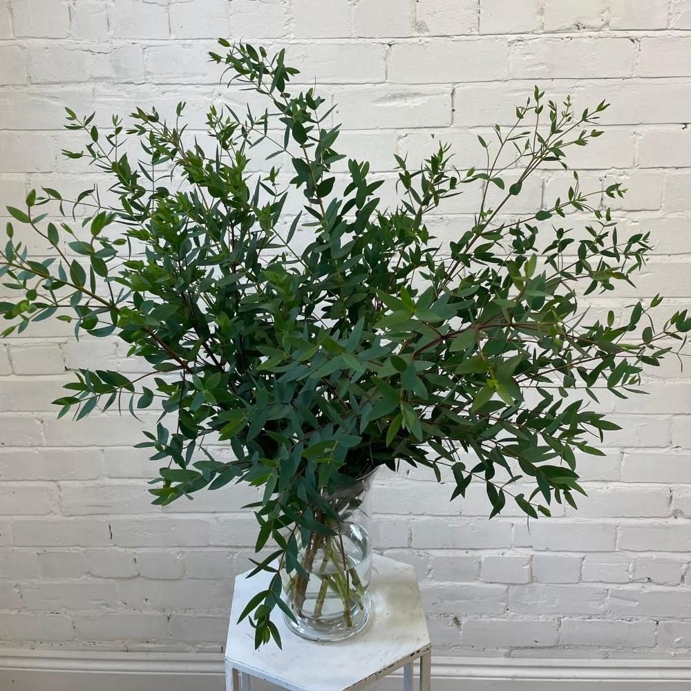 Eucalyptus Parvifolia Bunch Cornish - 10 stems