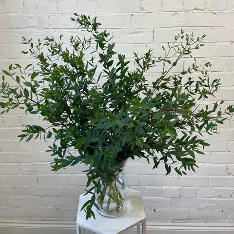 Eucalyptus Parvifolia Bunch Cornish - 10 stems