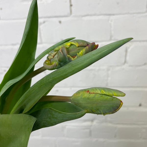 Tulip - Red Parrot 8 stems