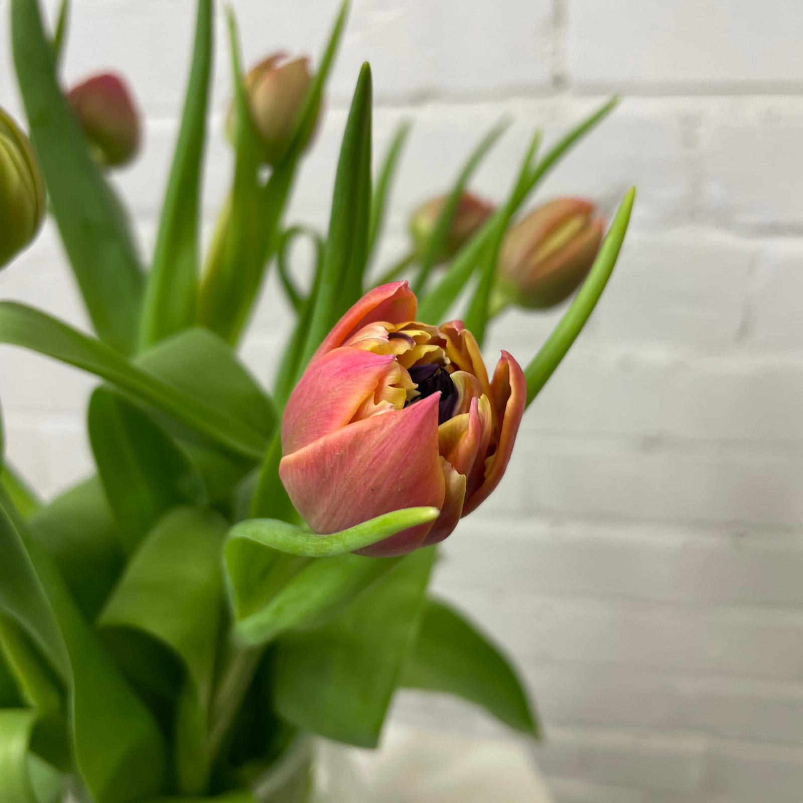 Tulip - Columbus Double 8 stems