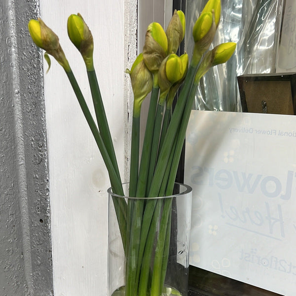 Double Daffodils -Jack The Lad - 50 bunches x 10 stems