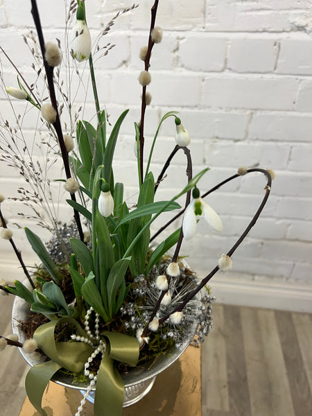 Snowdrops 9cm pot