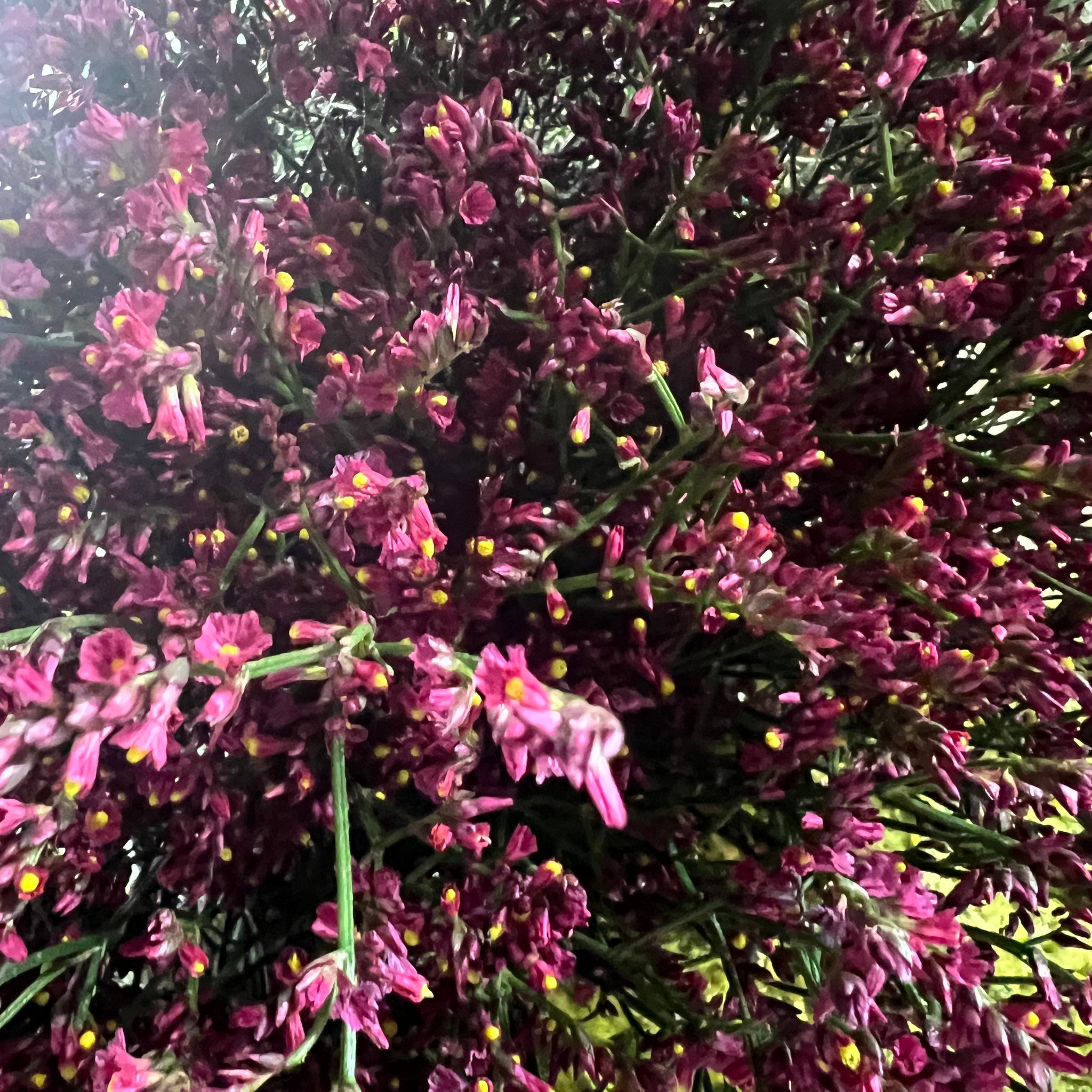 IMPORT(KE) Limonium Red-25