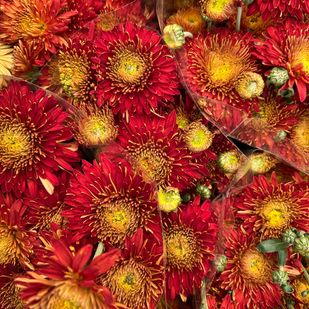 autumn norfolk bronze red chrysanthemum UK