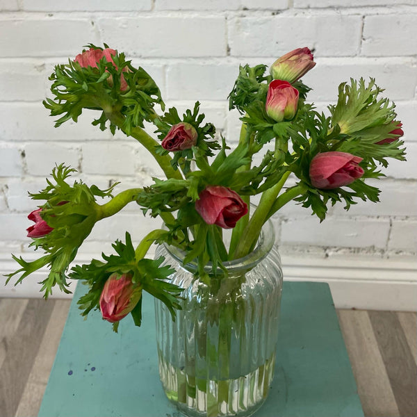 IMPORT Anemone - Red 10 stems