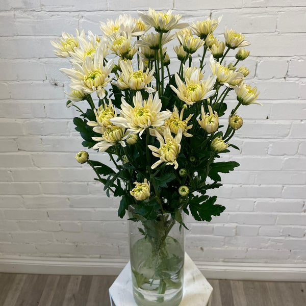 Chrysanthemum Baltica White x 10 stems
