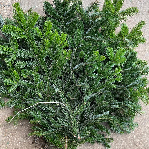 Nordman Pine Bundle - c5kg
