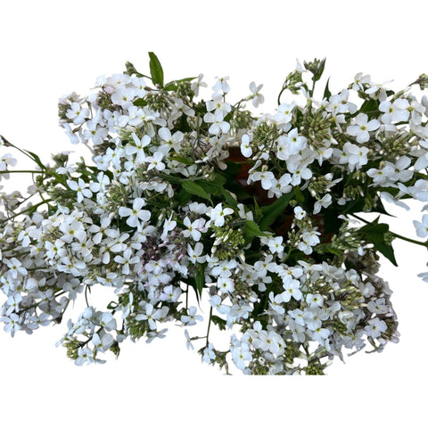 Sweet Rocket White - Hesperis - 10 stems
