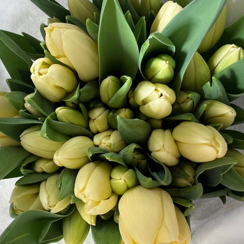 Tulip - Creme Fraiche Bundle of 50 stems