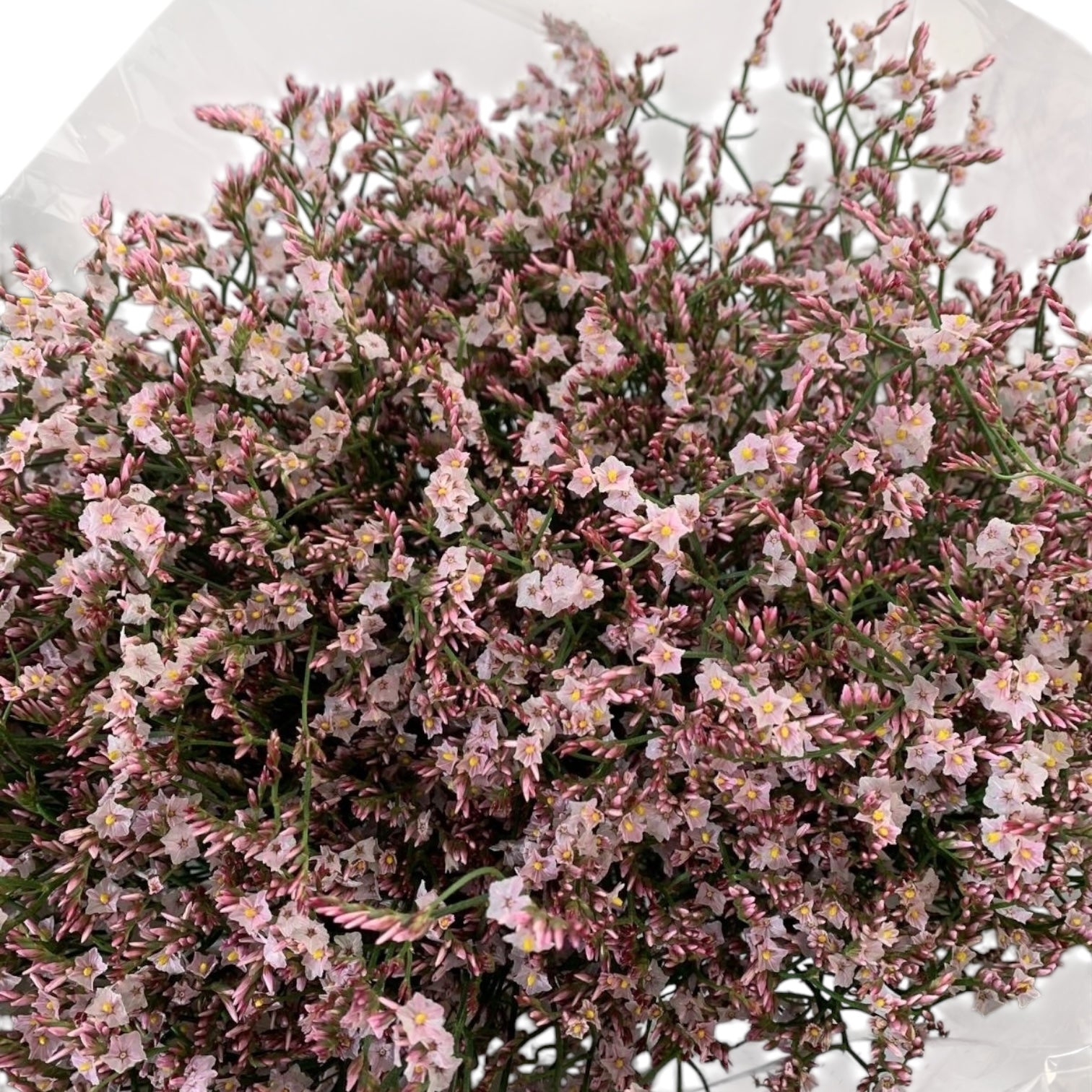 IMPORT(KE) Limonium Pink-25
