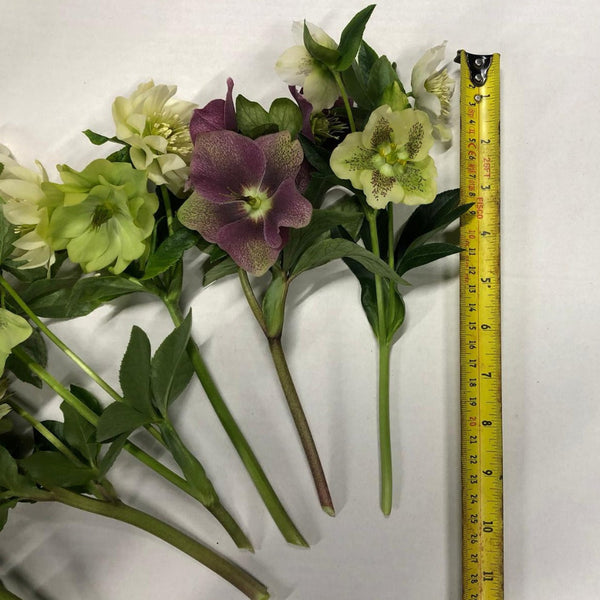 jam jar hellebore online