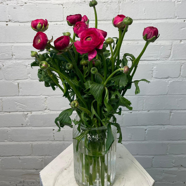 Ranunculus 40cm -Cerise- Bunch of 10 stems