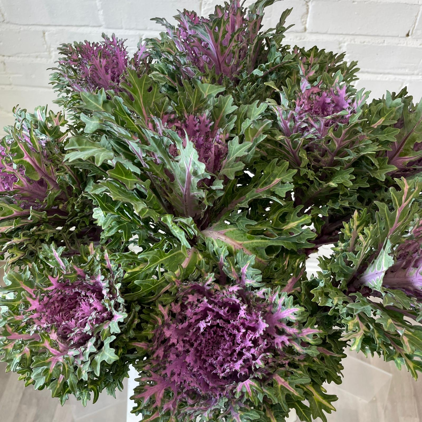 Brassica - Feather Queen- Bundle of 10 stems