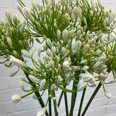 Agapanthus - White 85cm x 10 stems