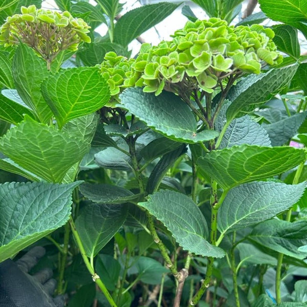 Hydrangea Multiheaded Branches - PER STEM