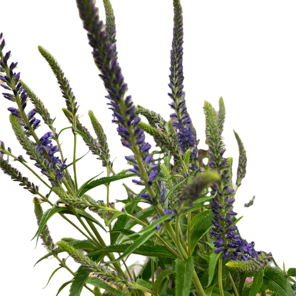 uk grown veronica spalding wholesale florist