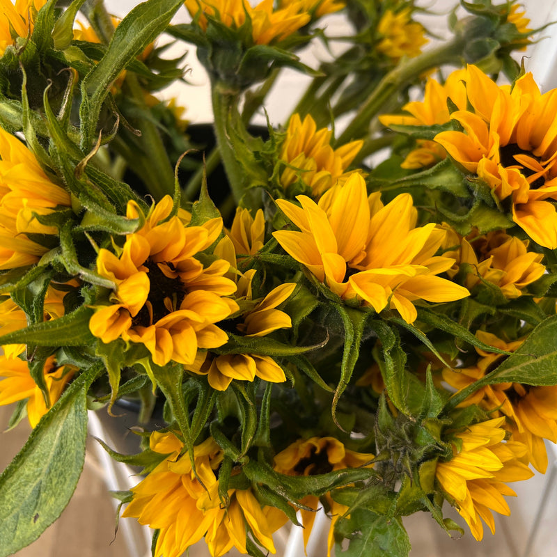 Miniature Sunflowers  ** DINKY SUNS ** 20 stems