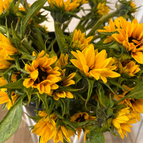 Miniature Sunflowers **DINKY SUNS**20 stems