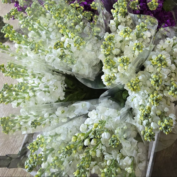 Scented Stocks-Standard Grade-10 stems-WHITE
