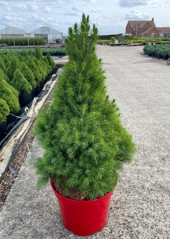 PLANT - Picea Christmas 7litre RED pot