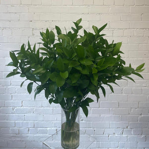 IMPORT - Hard Ruscus 60cm x 50 stems