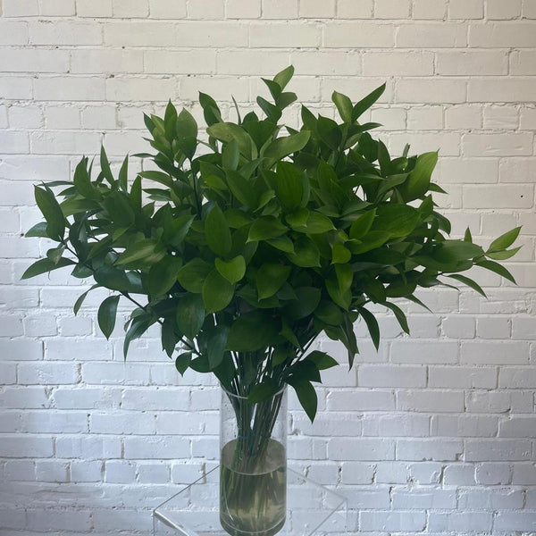 IMPORT - Hard Ruscus 60cm x 50 stems