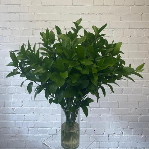 IMPORT - Hard Ruscus 60cm x 50 stems