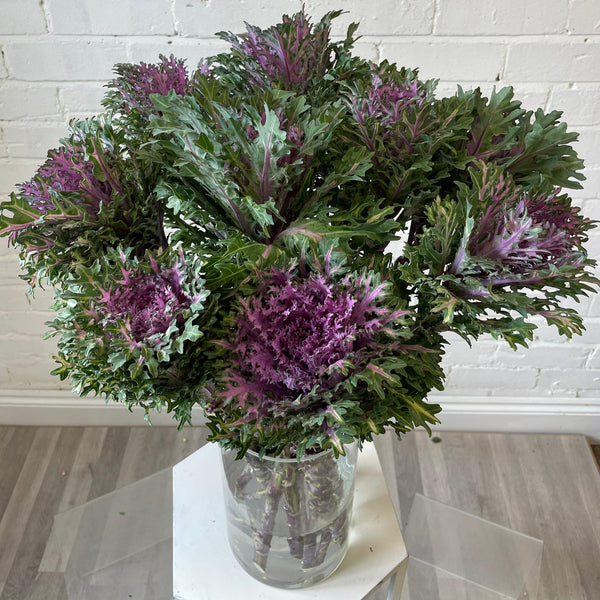 Brassica - Feather Queen- Bundle of 10 stems