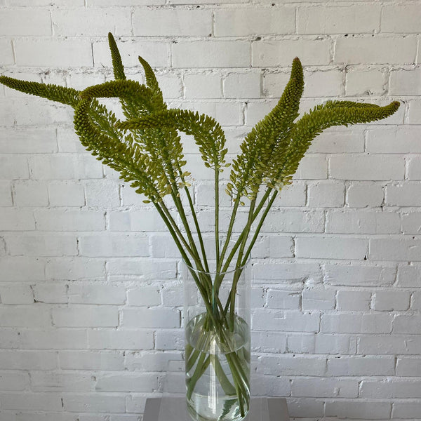Eremurus Small - Foxtail - 10 stems