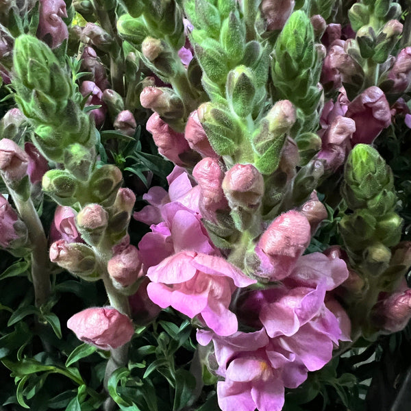 uk pink antirrhinum buy online florist