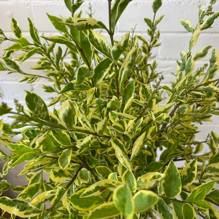 Foliage Cornish - Privet - Variegated