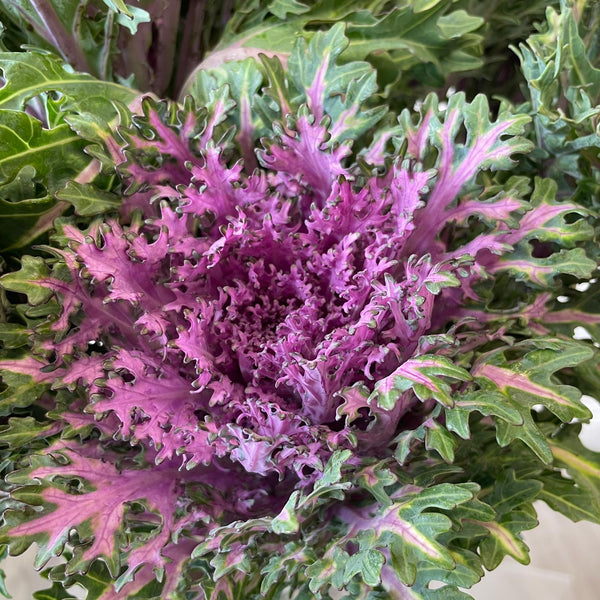 Brassica - Feather Queen- Bundle of 10 stems