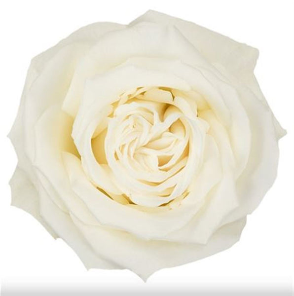 IMPORT ROSE -  60cm - White Playa Blanca - 25 stems