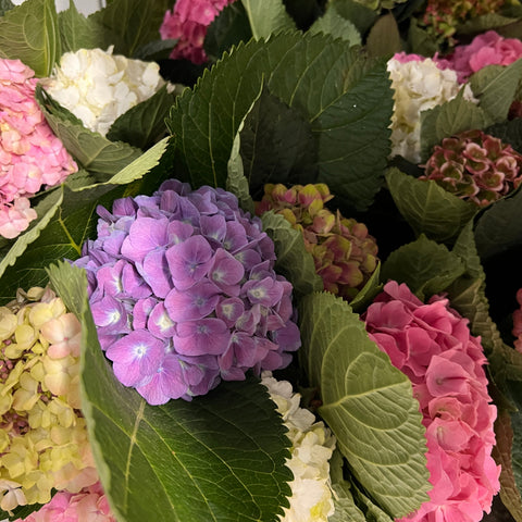 Hydrangea - Growers Choice Bouquet Grade - 5 Stems