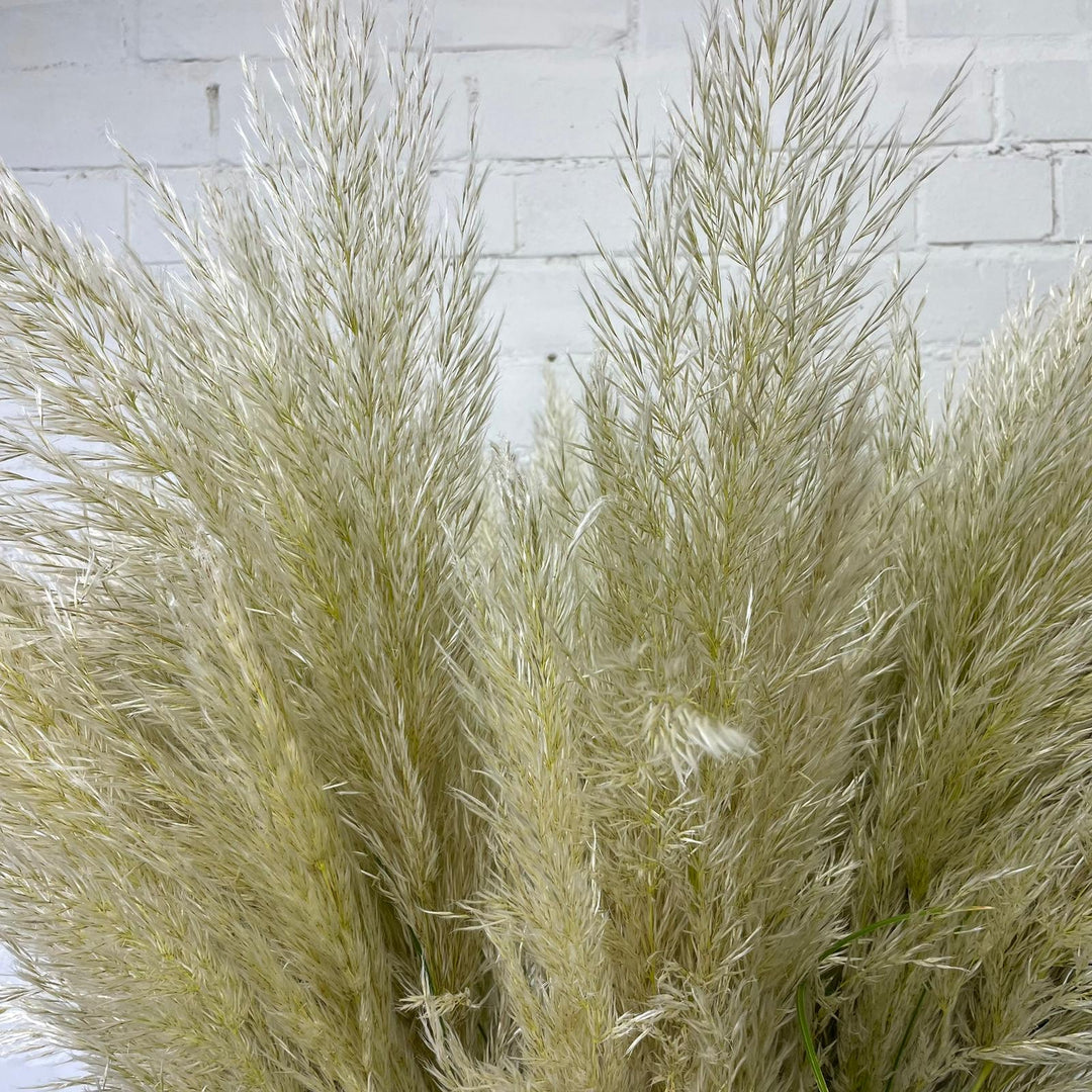 Pampas Grass - Cortaderia Alba - 5 stems  ** GORGEOUS &amp; FLUFFY **