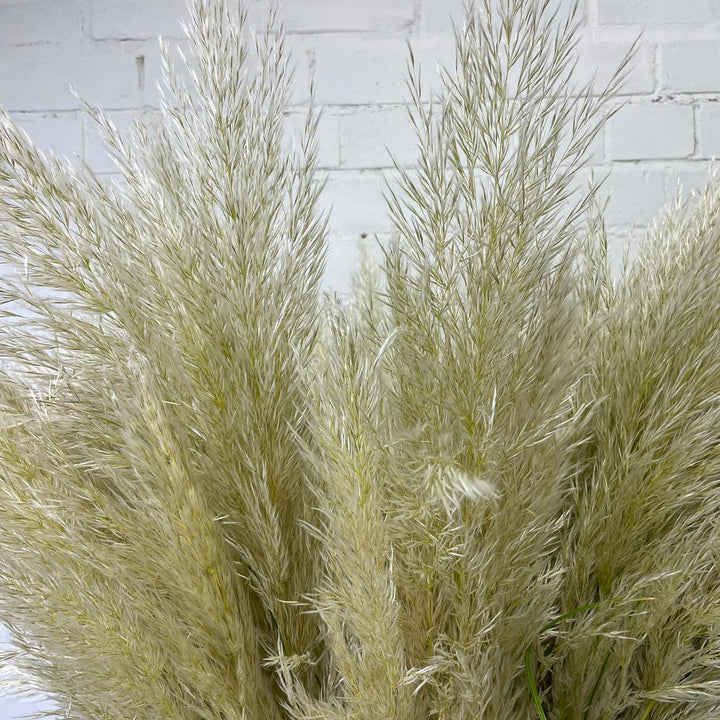 Pampas Grass - Cortaderia Alba - 5 stems  ** GORGEOUS &amp; FLUFFY **
