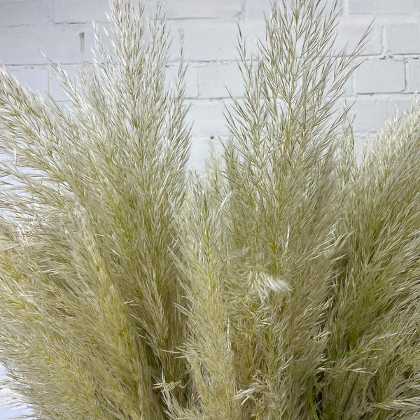 Pampas Grass - Cortaderia Alba -10 stems