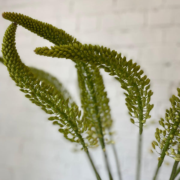 Eremurus Small - Foxtail - 10 stems