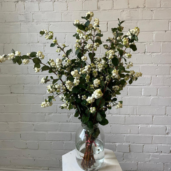 Snowberry - White - Bunch of 10