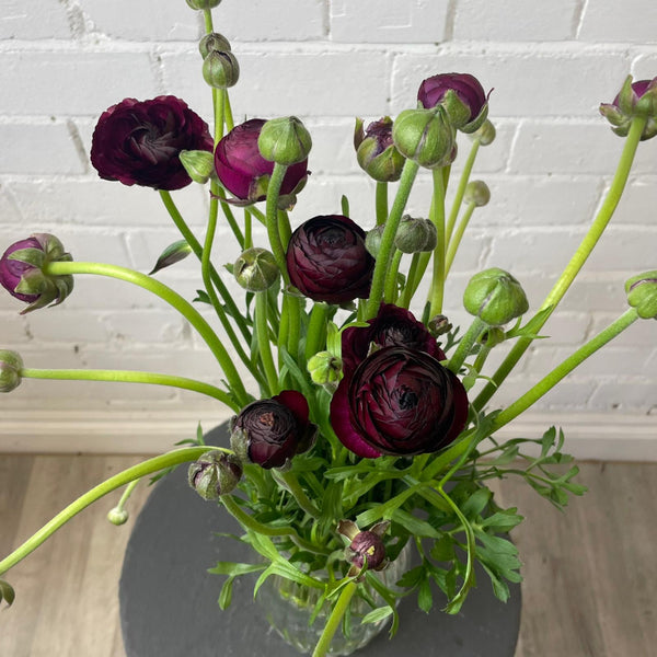 Ranunculus 40cm -Plum- Bunch of 10 stems