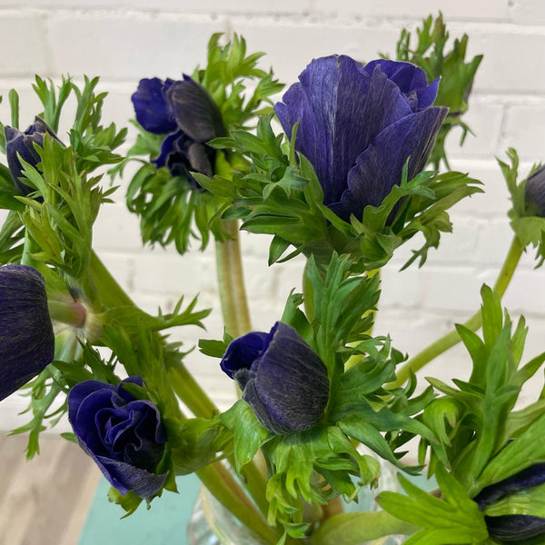 IMPORT Anemone - Blue Purple 10 stems