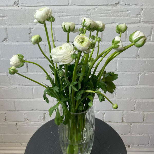 Ranunculus 40cm -White- Bunch of 10 stems