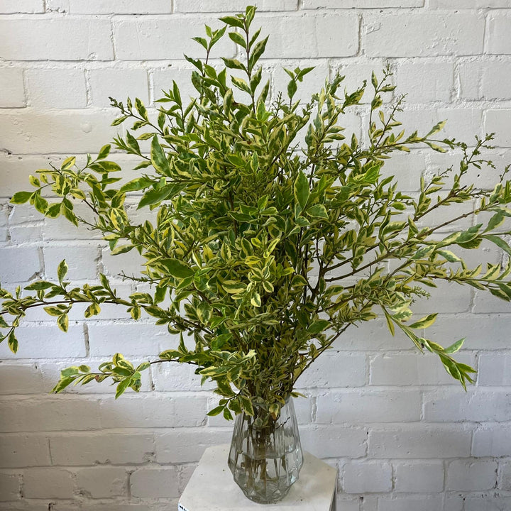 Foliage Cornish - Privet - Variegated