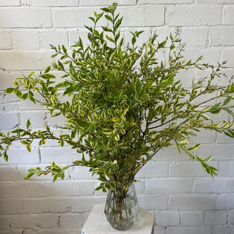 Foliage - Golden Privet Cornish